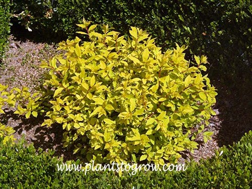 Golden Imp Spirea (Spiraea japonica)